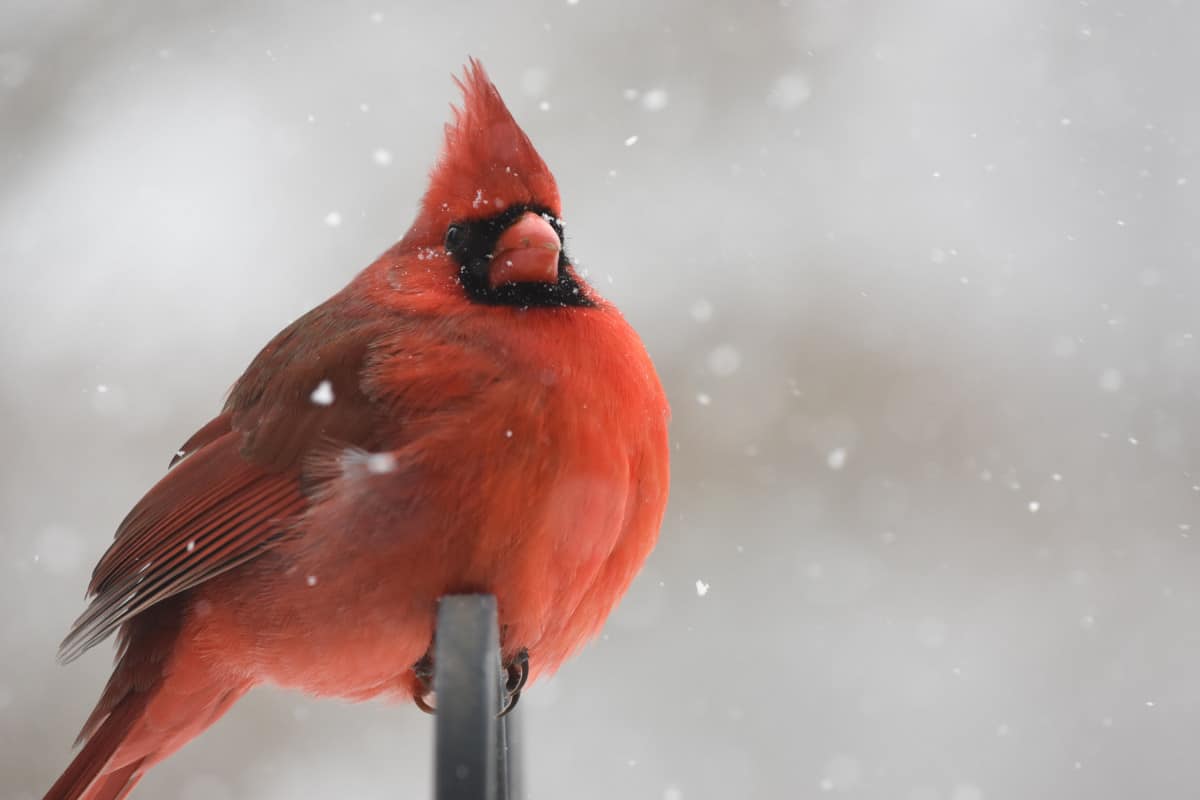 Northern Cardinal, North Carolina State Bird
